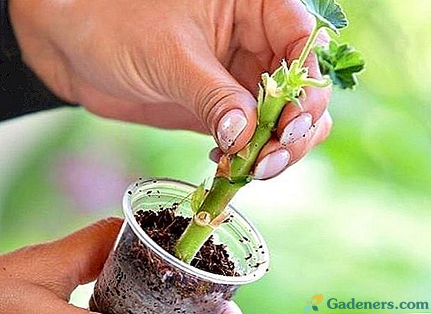 Správná reprodukce geranium (pelargonium) řízků a pěstování ze semen