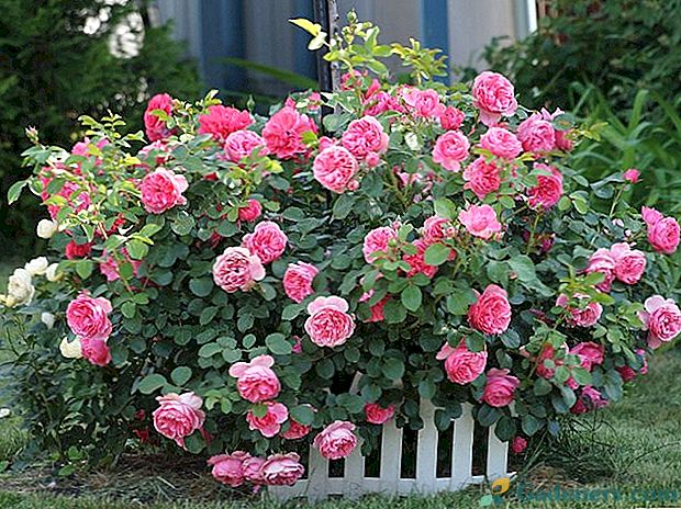 Одговарајућа култивација и брига о ружичастим грмовима у баштама