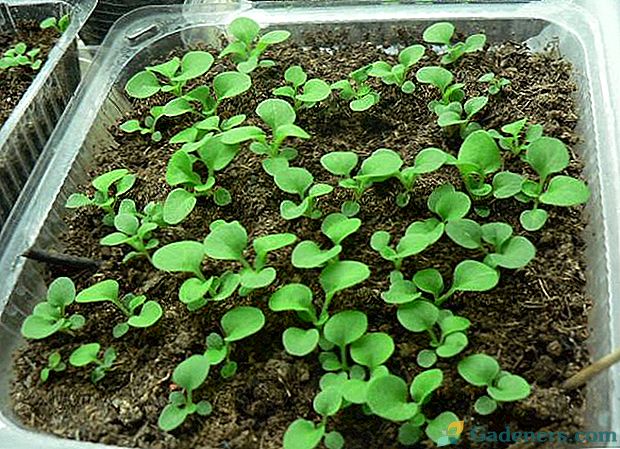 Ustrezno gojenje petunijev iz semen doma