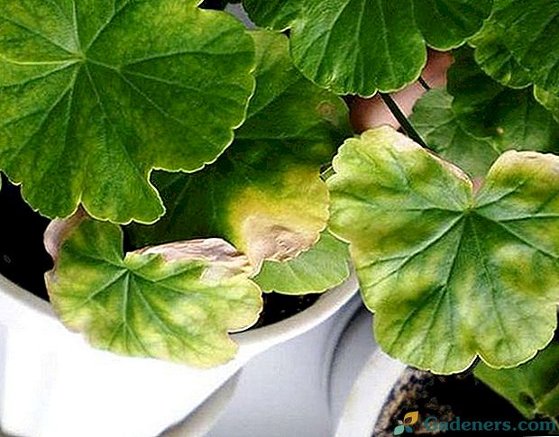 Nejnebezpečnější nemoci geranium nebo pelargonium a jak s nimi jednat