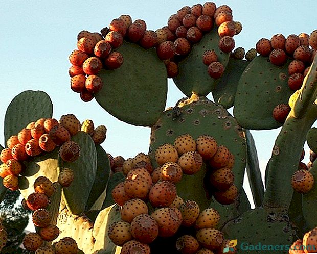 Jadalne owoce kaktusa z tytułem i opisem