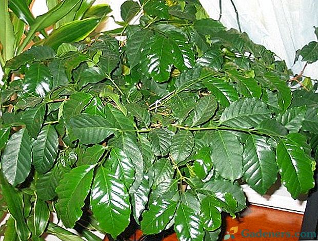 Kafijas koka audzēšanas noslēpumi mājās