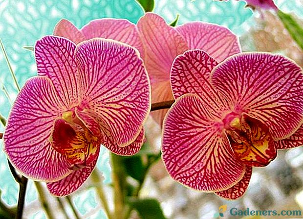 Koliko cveti orhideje doma