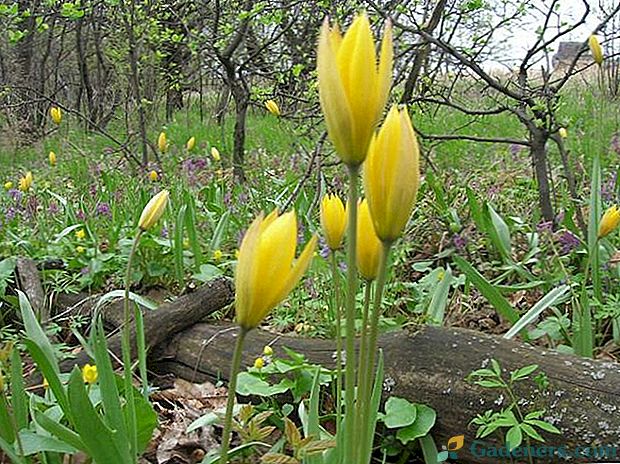 Odmiany i rodzaje tulipanów leśnych