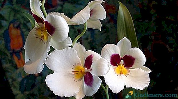 Орхидеја негује милтонију код куће