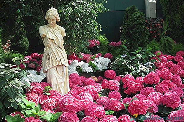 Krievu dārzu hortenzijas tipi un šķirnes