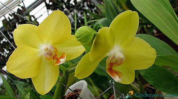 Видове жълта орхидея Phalaenopsis