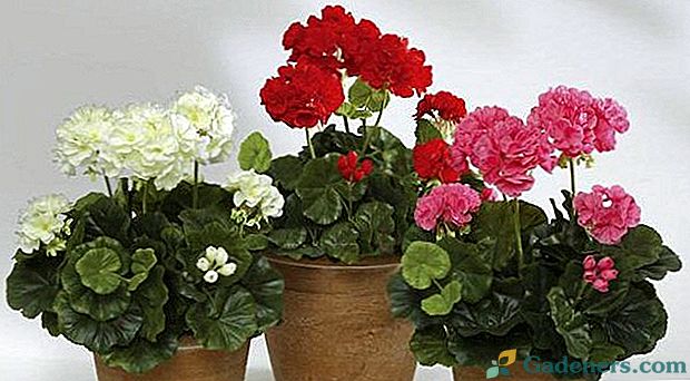 Viss par istabu geraniums