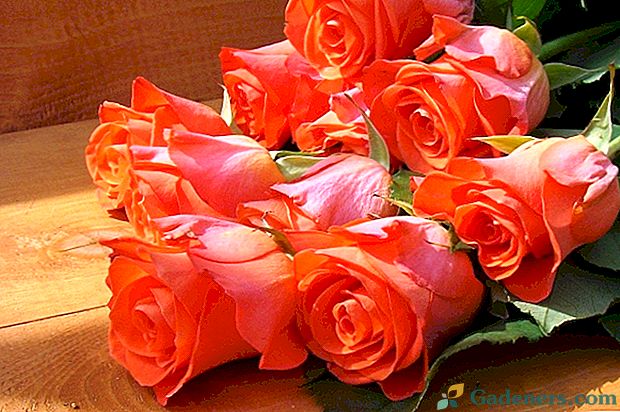 Езикът на розовите цветя - това, което те символизират