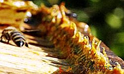 El uso de la tintura de propolis para diversas enfermedades