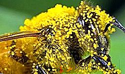 Tipos de productos de abejas, su uso por el hombre