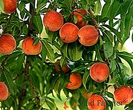 Обрезка персика - кропотливый и обязательный процесс