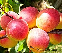 Apricot Red-cheeked: charakterystyka odmiany i agrotechniki uprawy