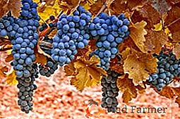 Kadrowanie winogron jesienią