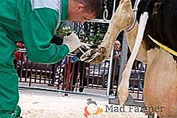 Como cortar corretamente os cascos de vaca
