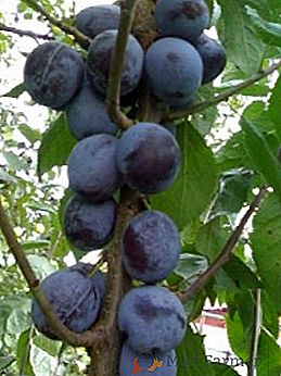 Pruning prune: date, sfaturi, caracteristici