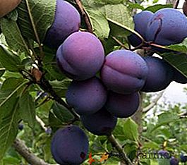 Maison prune: description, plantation et soin