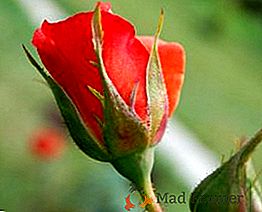 Kakve pogreške u uzgoju ruža vrtlarima najčešće dopuštaju
