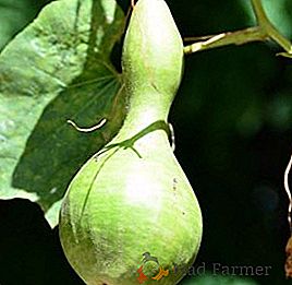 Lista de las variedades más comunes de lagenarii (nombres y fotos)