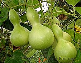 Growing lagenari in giardino: piantare e prendersi cura di una bottiglia di zucca