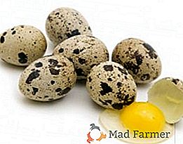 Křepelčí vejce: jaké jsou výhody a nevýhody?