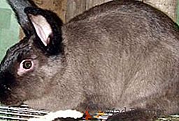 Caratteristiche di manutenzione e cura dei conigli di razza marder
