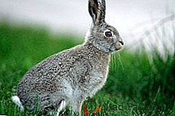 Solární a tepelný šok u králíků, první pomoc zvířatům