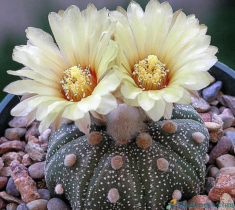 Zvjezdasti kaktusi