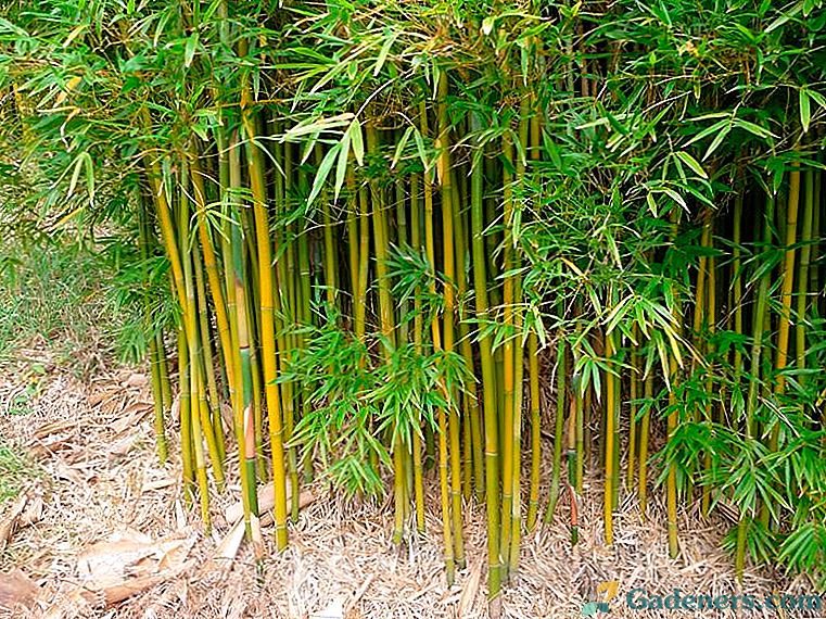 Bambuko