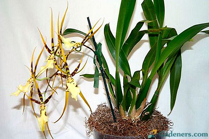 Брасиа (паяк орхидея)