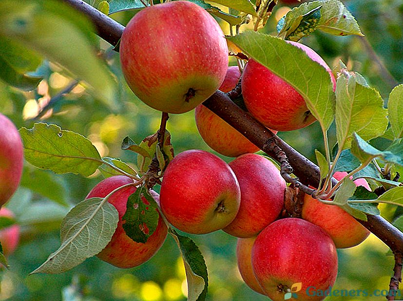 Kā pavasarī apstrādāt ābolus no kaitēkļiem un slimībām