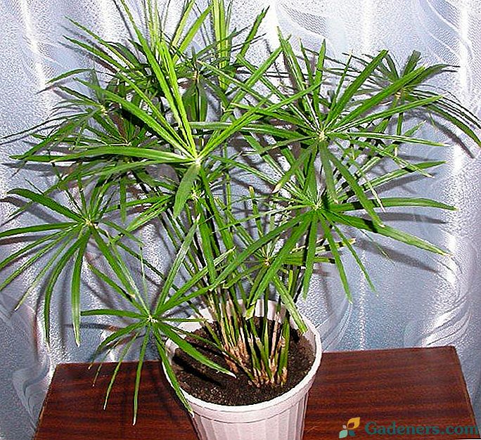 Cyperus (papirusas)
