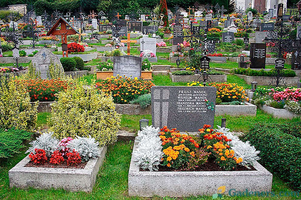 Квіти для кладовища