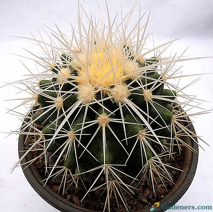 Echinocactus