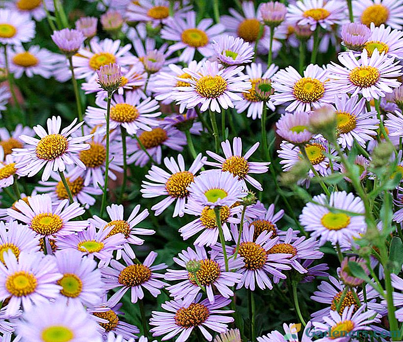 Erigeron (erigeron)