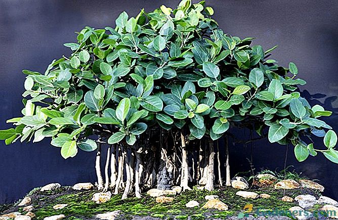 Ficus bengali