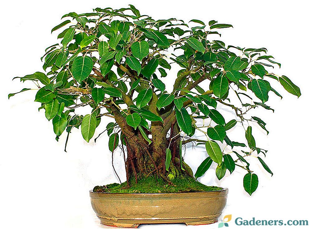 Sacred ficus