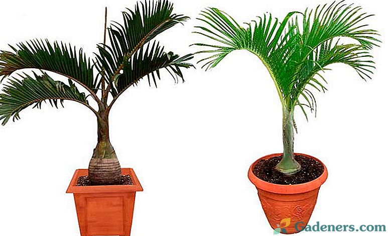 Гіофорба - темно-зелена пальма