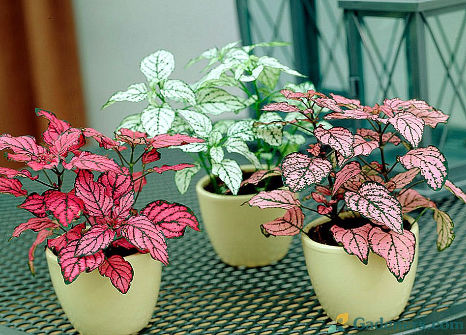 Hypoestes