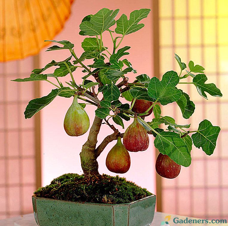 Fig (figova drevesa)