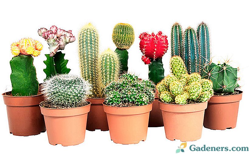 Kako skrbeti za kaktuse