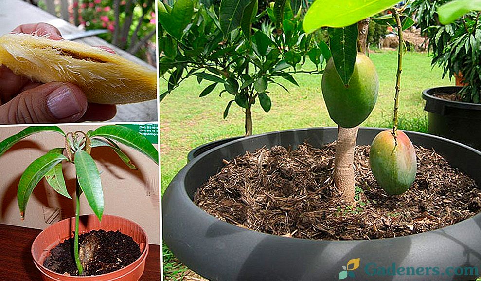 Како расти манго од кости