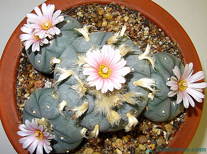 Lophophora kaktus