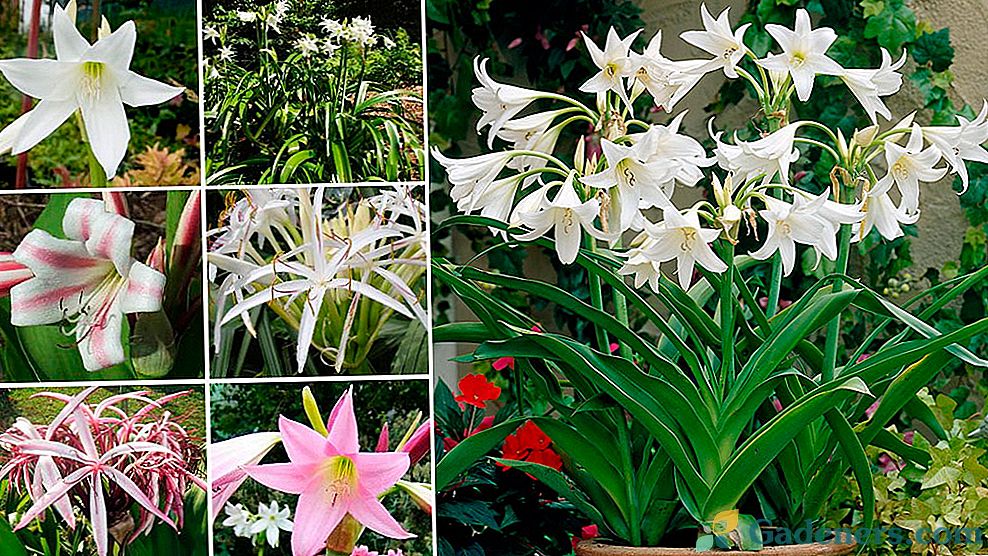 Crinum