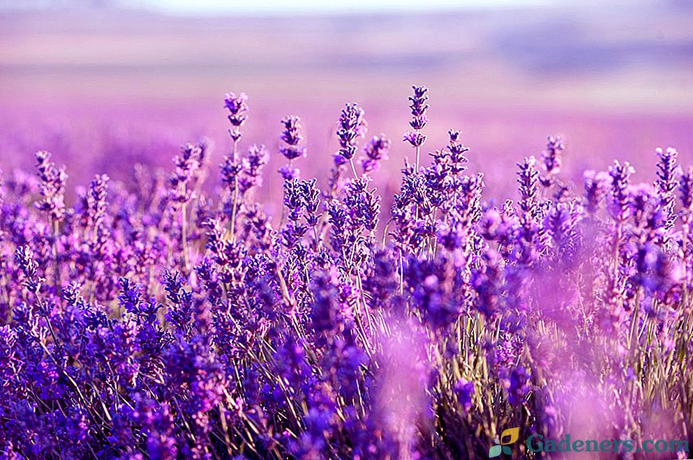 Lavanda