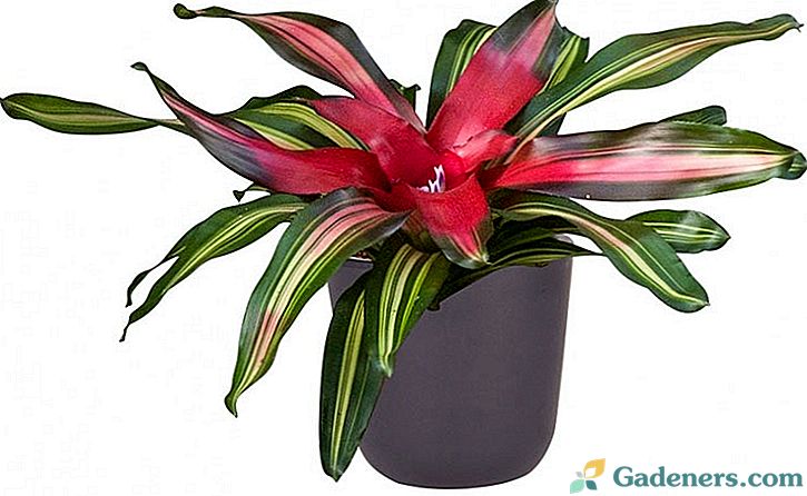 Neoregelia