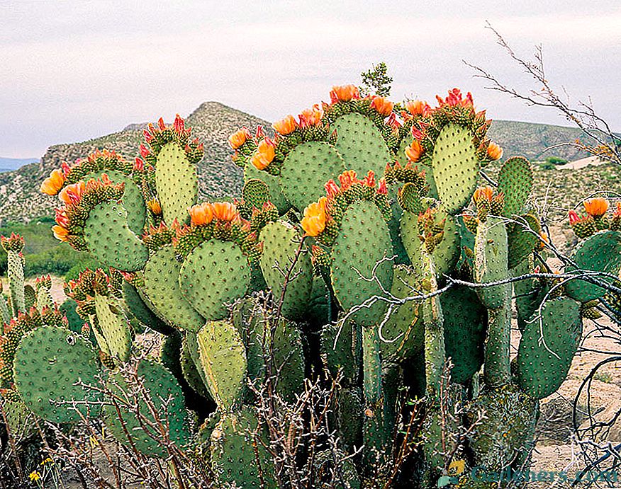 Opuntia (zimovzdorný kaktus)
