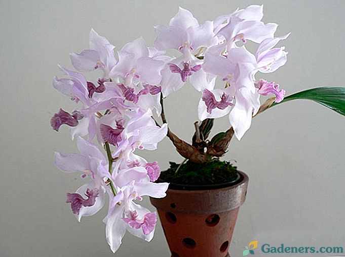 Orchid aganisia