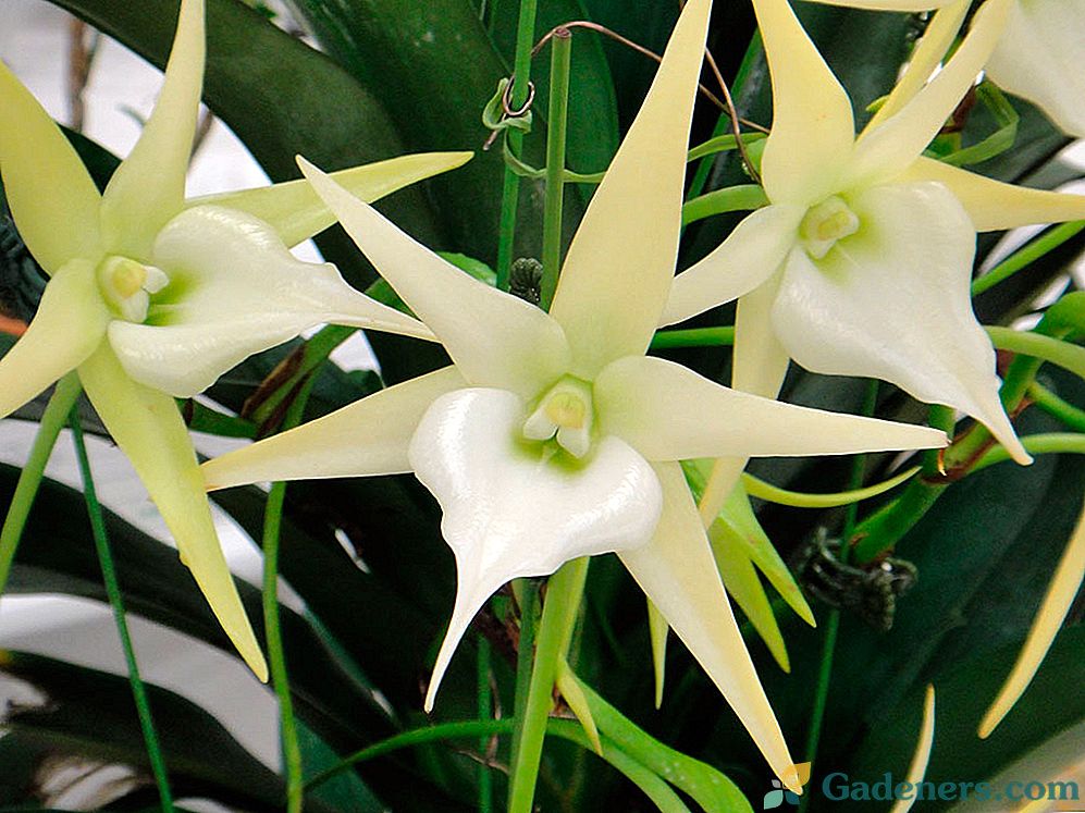 Orchid angrekum