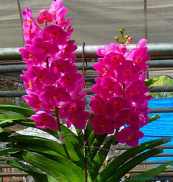 Ascocentrum Orchid